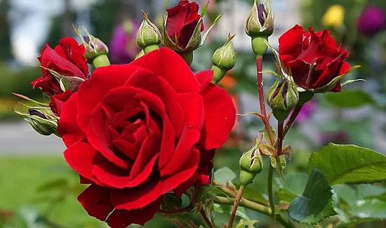 Hıdırellez Duası Nedir? Hıdırellez Duası Ne Zaman Okunur?