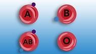 Kan Grubunu Seç, Kişiliğini Anlatalım!