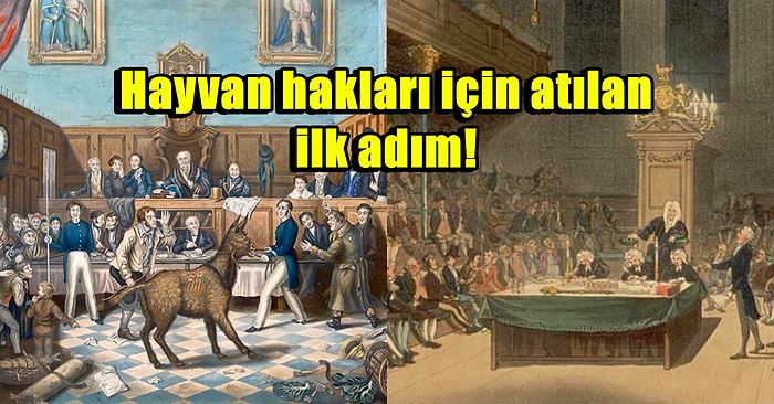 Hayvan Hakları Tarihinde Bir İlk: İngiltere'de Hakkını Aramak İçin Mahkemeye Çıkan Eşek