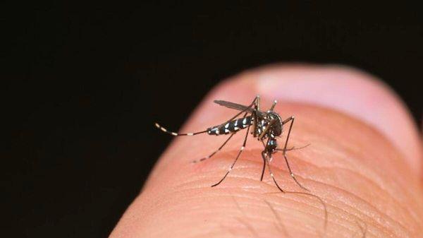 Nature dergisinde yayınlanan yeni bir çalışma, sivrisinekler neyi, nasıl tespit ettikleri sorusuna cevap vermeyi amaçlıyor.