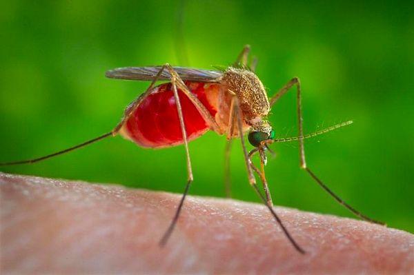 Araştırmacılar CRISPR-Cas9 kullanarak, Zika virüsü, dang virüsü, sarı humma virüsü ve chikungunya virüsünün vektörleri olan genetiği değiştirilmiş Aedes aegypti sivrisineklerini oluşturdu.