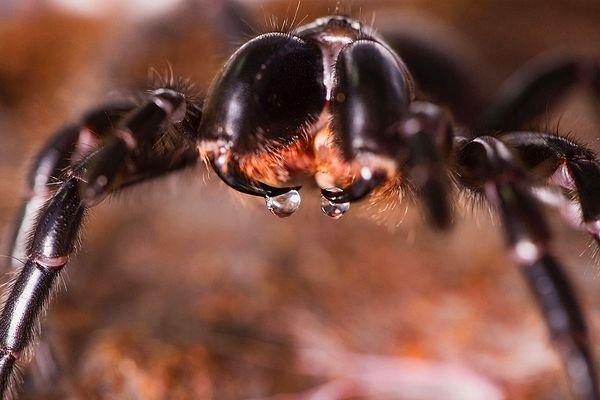Zehri kullanılan örümcek türünün, dünyanın en öldürücü örümceklerinden biri.