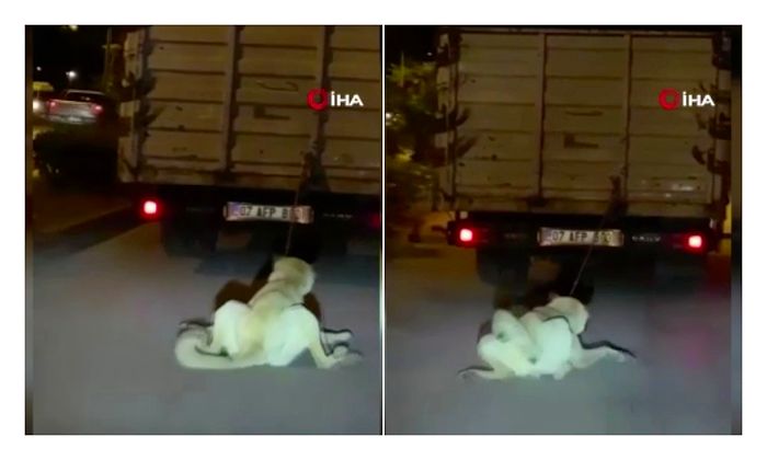 Madalaya da Taksaydınız! Kamyonetine Köpek Bağlayarak Sürükleyen Sürücüye 196 Lira Ceza