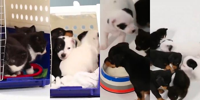 İlk Kez Tanışan Yavru Kedi ve Köpeklerin Birbirlerine Alışma Süreçlerini İzleyince Yumuş Yumuş Olacaksınız