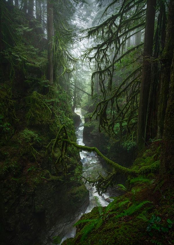 5. Kanada, Vancouver'in kuzey tarafındaki dağların eteklerinde bir kanyon.