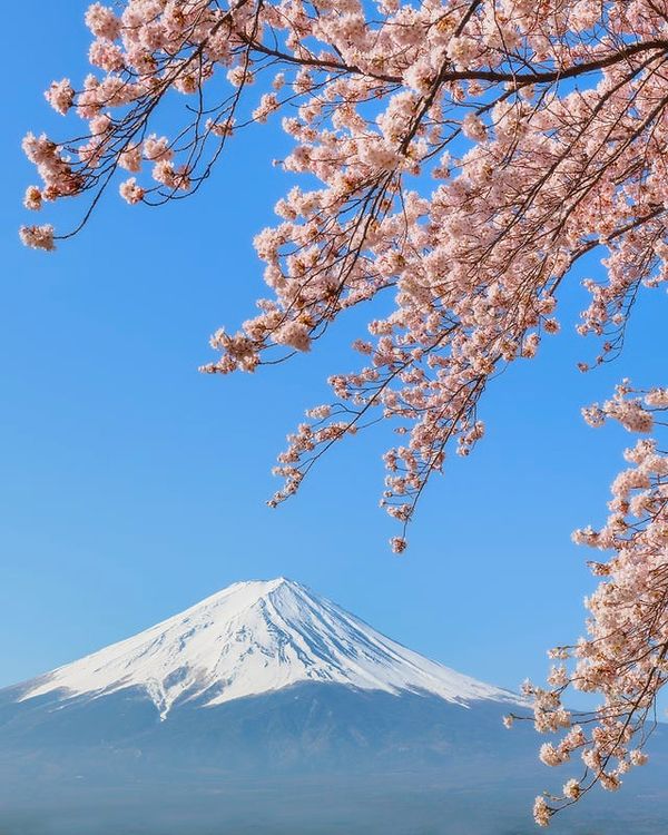 10. Fuji Dağı ve Kiraz Çiçekleri - Japonya: