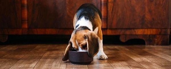 Araştırmaya göre, günde yalnızca bir kez beslenen yetişkin köpekler, daha sık beslenen köpeklere kıyasla, çeşitli sağlık göstergelerinde önemli ölçüde daha iyi puan alma eğilimindeler.