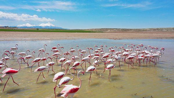 Göl, bahar ve yaz aylarında yaklaşık 30-35 bin flamingoya ev sahipliği yapıyor.