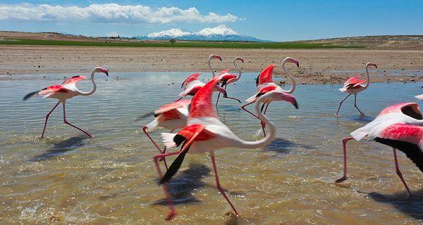 Flamingoların, Tuz Gölü'ne gitmek üzere kanat çırpması ise güzel görüntüler oluşturdu.