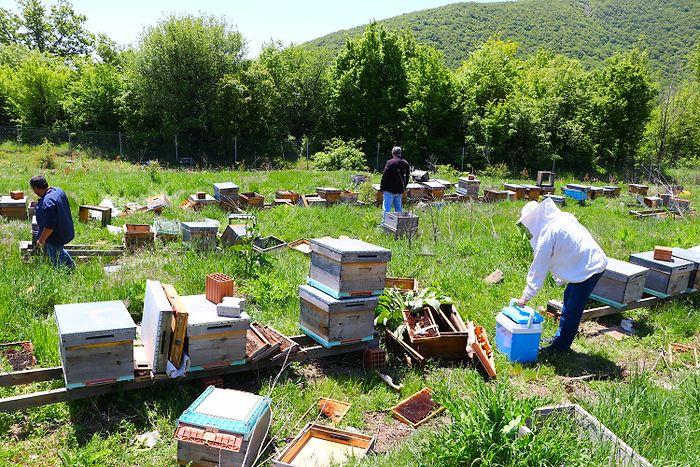 Milli Projeye Sabotaj: Tekirdağ'da 4 Milyon Arı Öldü, Üstün Irk Arılar Çalındı!