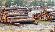 Odun Kaçakçıları, Orman Muhafaza Memurunu Dövdü