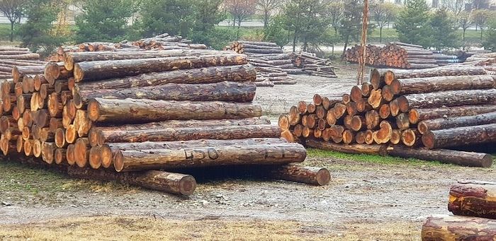 Odun Kaçakçıları, Orman Muhafaza Memurunu Dövdü