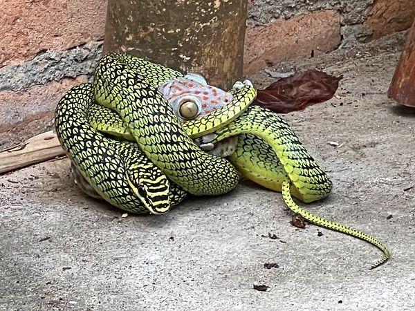 7. Devasa bir yılanın öğle yemeği olan bir geko:
