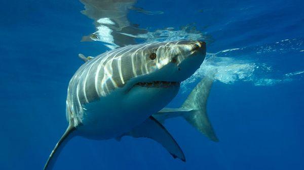 1. Köpekbalıkları en az 420 milyon yıldır varlar. Yani köpekbalıkları insanlıktan, Everest Dağı'ndan, dinozorlardan ve ağaçlardan bile daha yaşlılar.