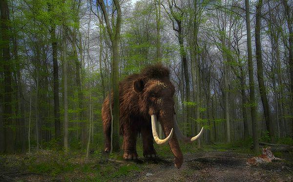 Ekip, mamutun türünü, cinsiyetini, ölüm yaşını ve hatta yaşamı boyunca yaşadığı coğrafi aralığını belirledi.