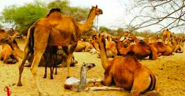 3. Çok fazla su içtiği için öldürülen develer:🥺