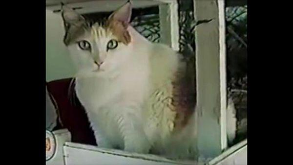 5. Cream Puff: Yaşayan en yaşlı kedi