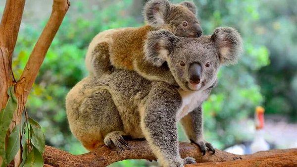 6. Avusturalya’daki neredeyse tüm koalalarda cinsel yolla bulaşan bir enfeksiyon türü olan klamidya vardır.