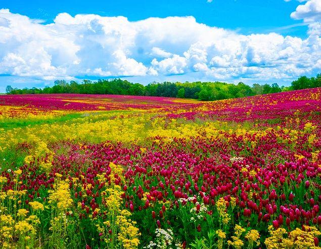 4. Ohio'daki çiçek tarlalarının güzelliği...