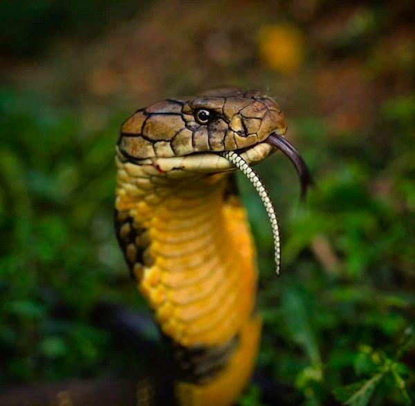 1. Bir sıçan yılanını afiyetle yiyen ve dünyanın en uzun zehirli yılanı olma özelliği taşıyan 3.5 metrelik kral kobra: