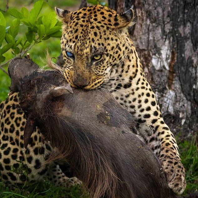 4. Bir yaban domuzunu vahşice yiyen leopar: