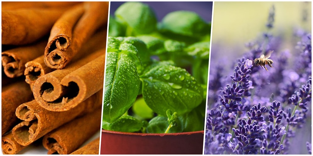 Keyfinizden Olmayın: Bahçede ve Balkonda Böcekleri Uzak Tutacak 8 Doğal Yöntem