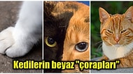 Sevimli Dostlarımız Kedilerin Patilerinin Neden Genellikle Beyaz Olduğunu Açıklıyoruz