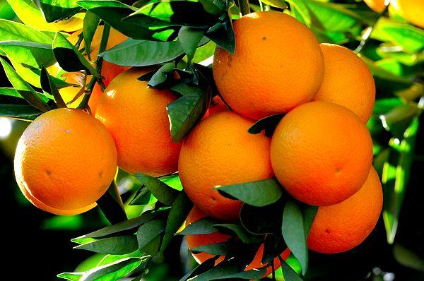 Adana'nın Kozan İlçesi'nde yetiştirilen bu portakal türü, çok sulu ve çok aromatik bir portakaldır. 2020'de Kozan portakalı coğrafi tescil aldı!