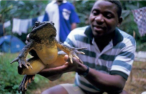 13. Dünyanın en büyük kurbağaları olan Ekvator Ginesi ve Kamerun Afrika'da bulunuyor.