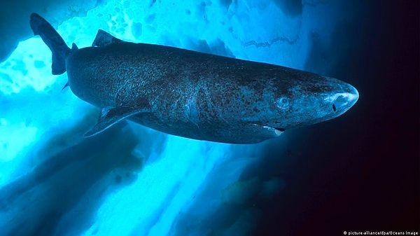 5. "Grönland köpekbalıklarının büyük çoğunluğu gözlerini yiyen ve onların yerini alan özel bir parazit sayesinde kördür."
