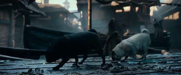 7. Yönetmen Peter Jackson'ın köpekleri Hobbit: Smaug'un Çorak Toprakları'nda küçük bir rol alıyor.