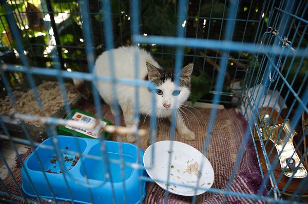 "4 ayda yaklaşık 700 kedi öldü"