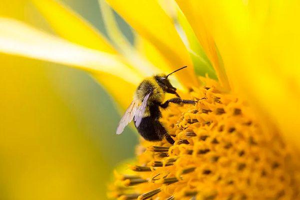 8. ABD'de de bir mahkeme arıların artık "balık" olarak sınıflandırılmasına resmi olarak karar verdi. Bunun nedeni soyu tükenmekte olan yaban arılarını koruma altına almaktır.