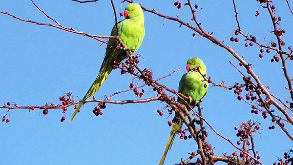 Ülkemizde özellikle İstanbul'da görülen yeşil papağanlar, bir sürü halinde dolaştıkları için sık sık ülke faunasını bozacakları iddialarıyla gündeme geliyor.
