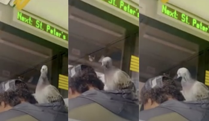 Tramvay Yolculuğu Boyunca Kapüşonunda Güvercin Taşıyan Adam Bütün Dikkatleri Üstüne Çekti