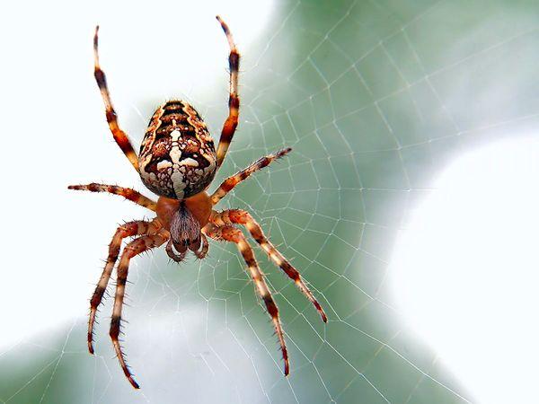 20. Bazı örümcekler boğulma anında komaya girerek hayatta kalabilir.