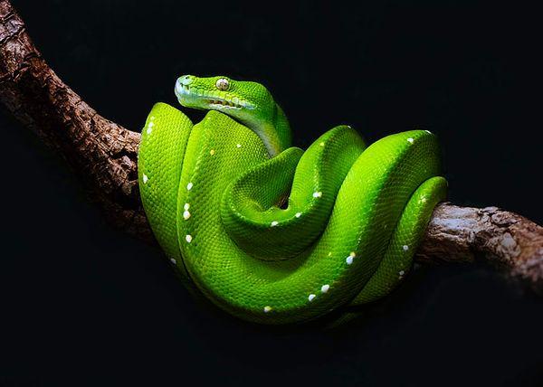 18. Yılanların göz kapakları yoktur. Eğer bir yılanın göz kırptığını görürseniz, o yılan değil bacaksız bir kertenkeledir.