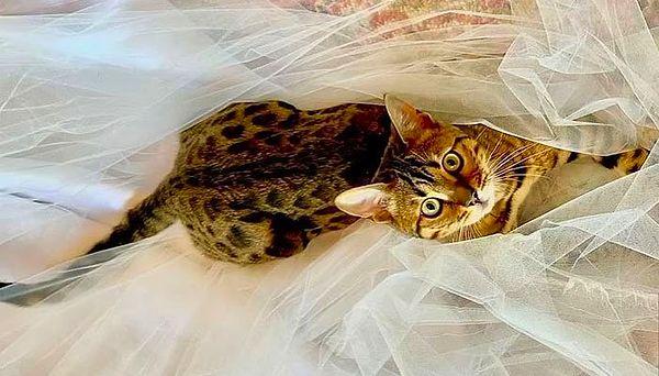 Geçen ay Spears, hayranlarına yeni kedisi Wendy'yi tanıtırken düğün içinde biraz spoiler verdi. "Sizi Wendy ile tanıştırıyorum!!! Ve evet, bu benim gelinliğimin duvağı!!!"