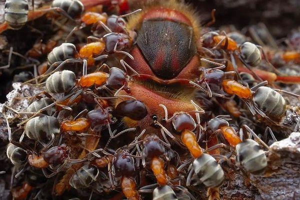9. Bir eşek arısını avlamak için birlik olan karıncalar: