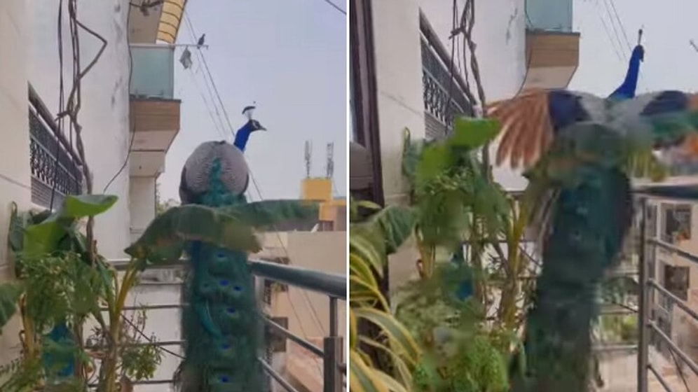 Delhi'de Balkonlar Arasında Uçan Tavus Kuşu İzleyenleri Büyüledi