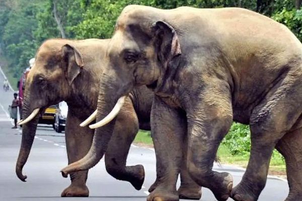 Odisha'da fillerin ve insanların karşılaşması yaygın bir olay haline geldi.