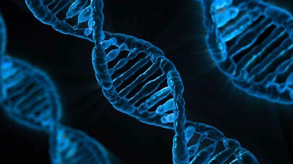 25. Tüm insanların DNA'sı %99.99 oranında benzerlik gösterir.