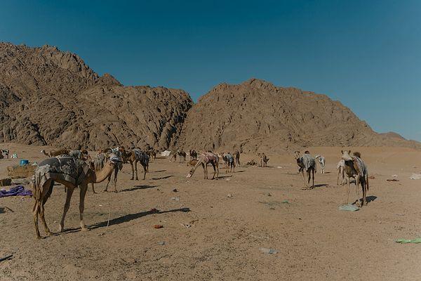 3. Çöllerdeki deve oymaları
