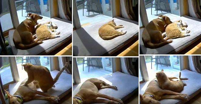 Kediler Neden Böyle? Kedinin Yanına Yatan Köpek vs. Köpeğin Yanına Yatan Kedinin Muhteşem Anları