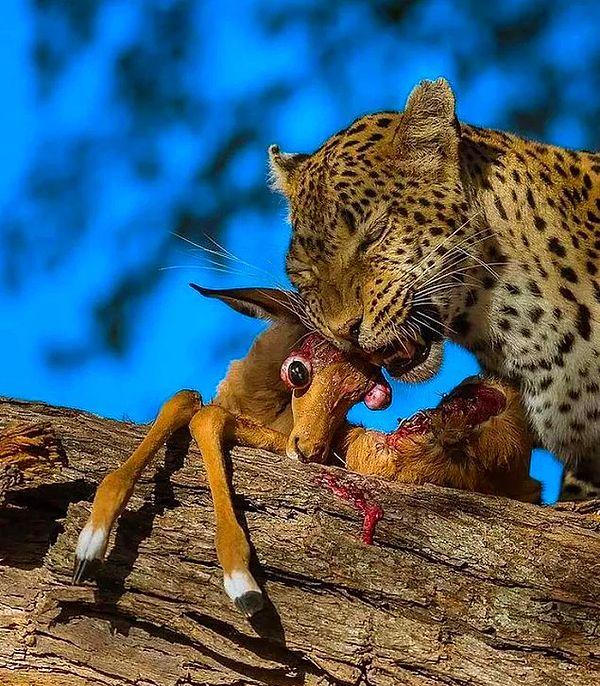 9. Yavru bir ceylanı acımasızca yiyen leopar: