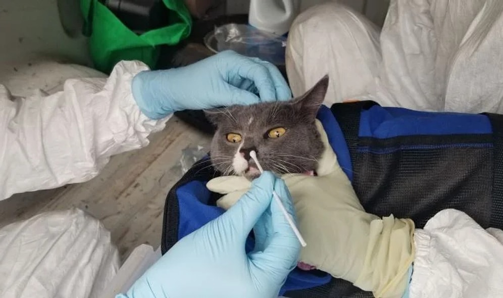 Tayland'da Tespit Edildi: Kediden İnsana Geçen İlk Kovid-19 Vakası