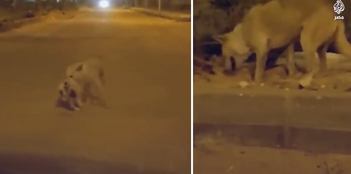 Yolda Ölü Halde Bulduğu Kediyi Kenara Götürüp Toprağa Gömen Köpek