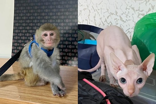 14 İlde 'Hayvan Ticareti' Operasyonu: 62 Şüpheli Gözaltına Alındı