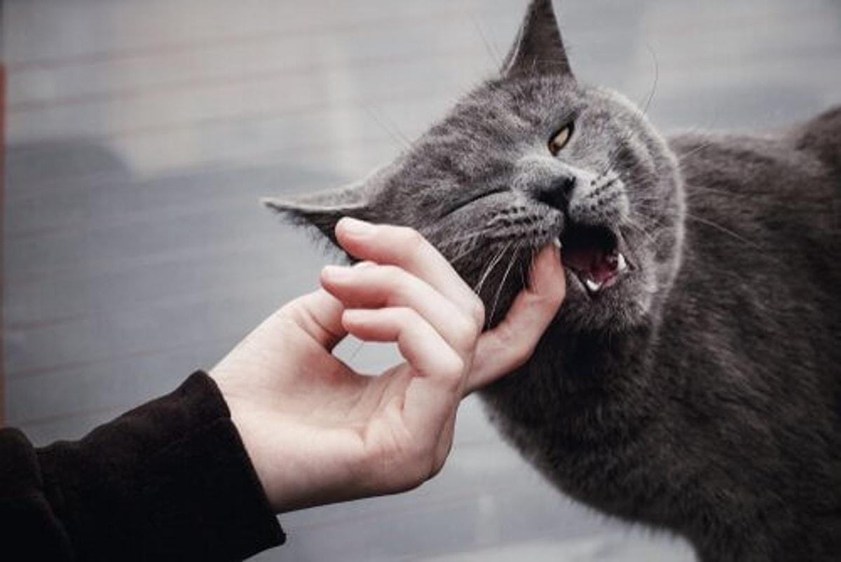 Укус пальца кошкой. Кусачая кошка. Кошка царапается. Коты которые кусаются.