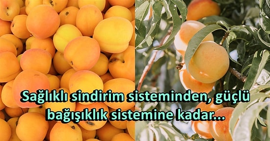 Yaz Meyveleri Arasında 'Altın Meyve' Olarak Bilinen Kayısının Vücudumuza Sağladığı Bitmek Bilmeyen Faydaları